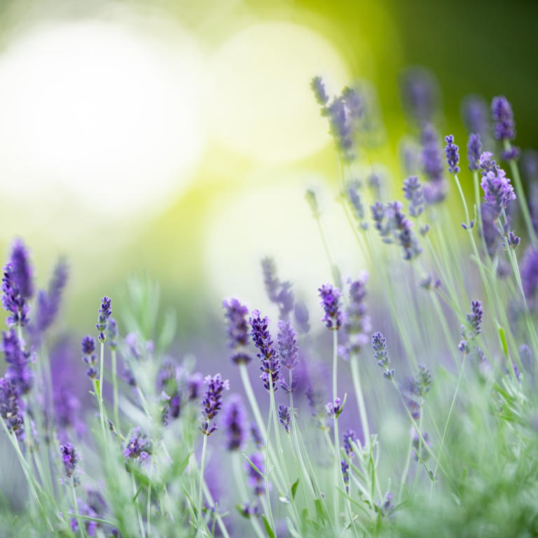 how to root lavender