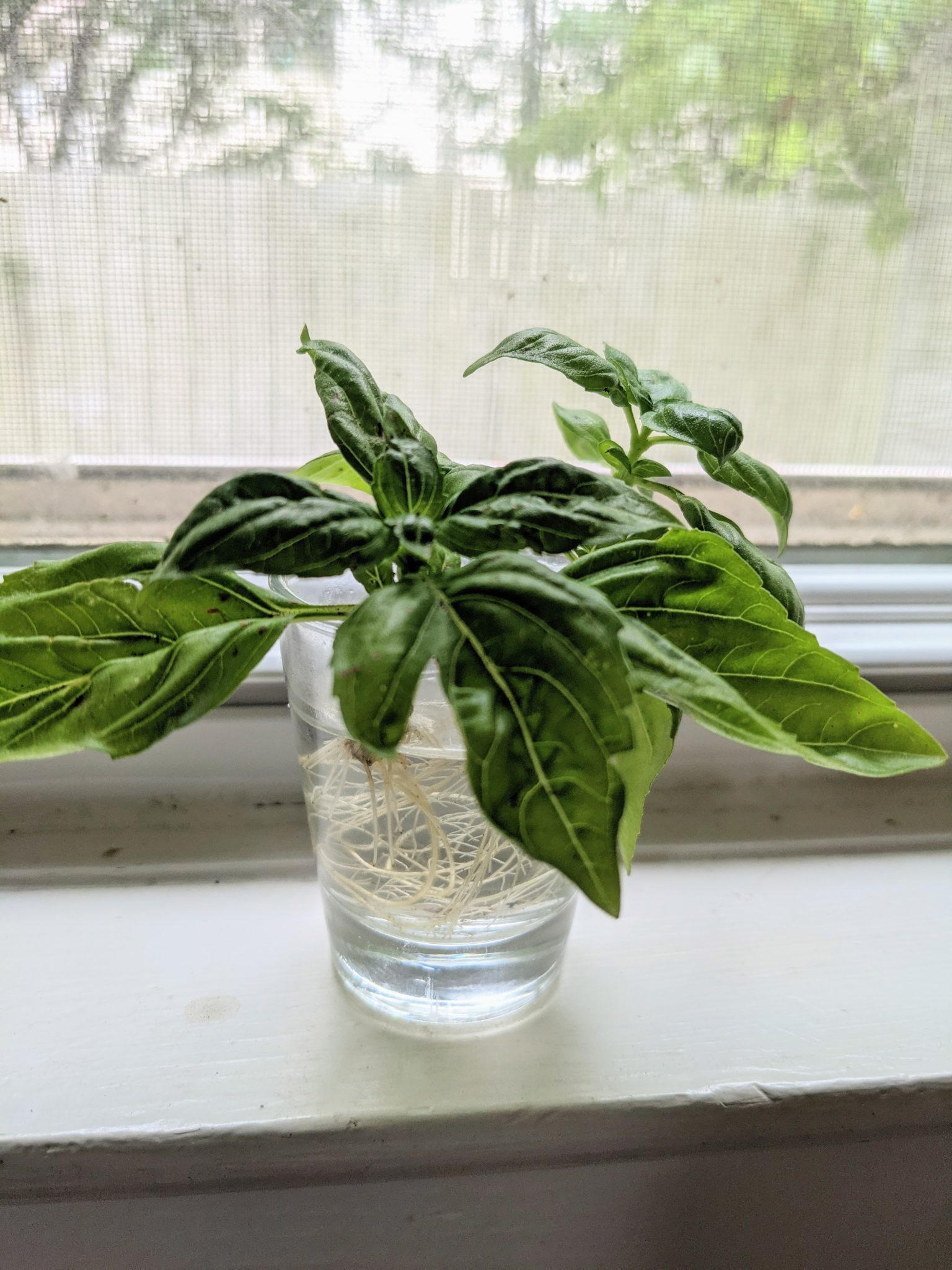 How to Root Basil - Mama Did It