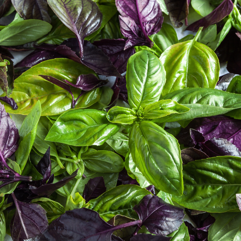 how to root basil