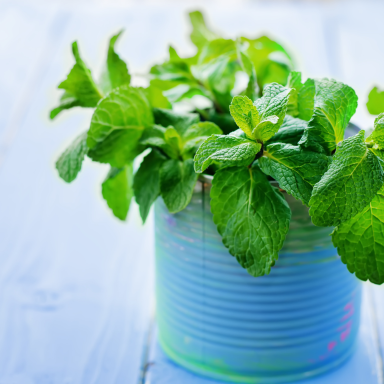 how to grow mint in water