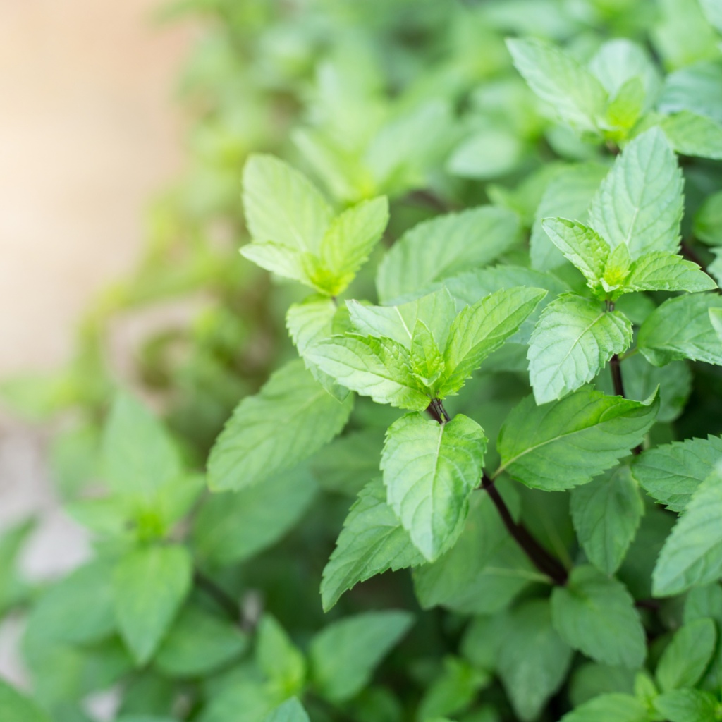 how to grow mint water method