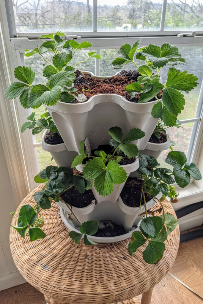 how to grow strawberries in containers