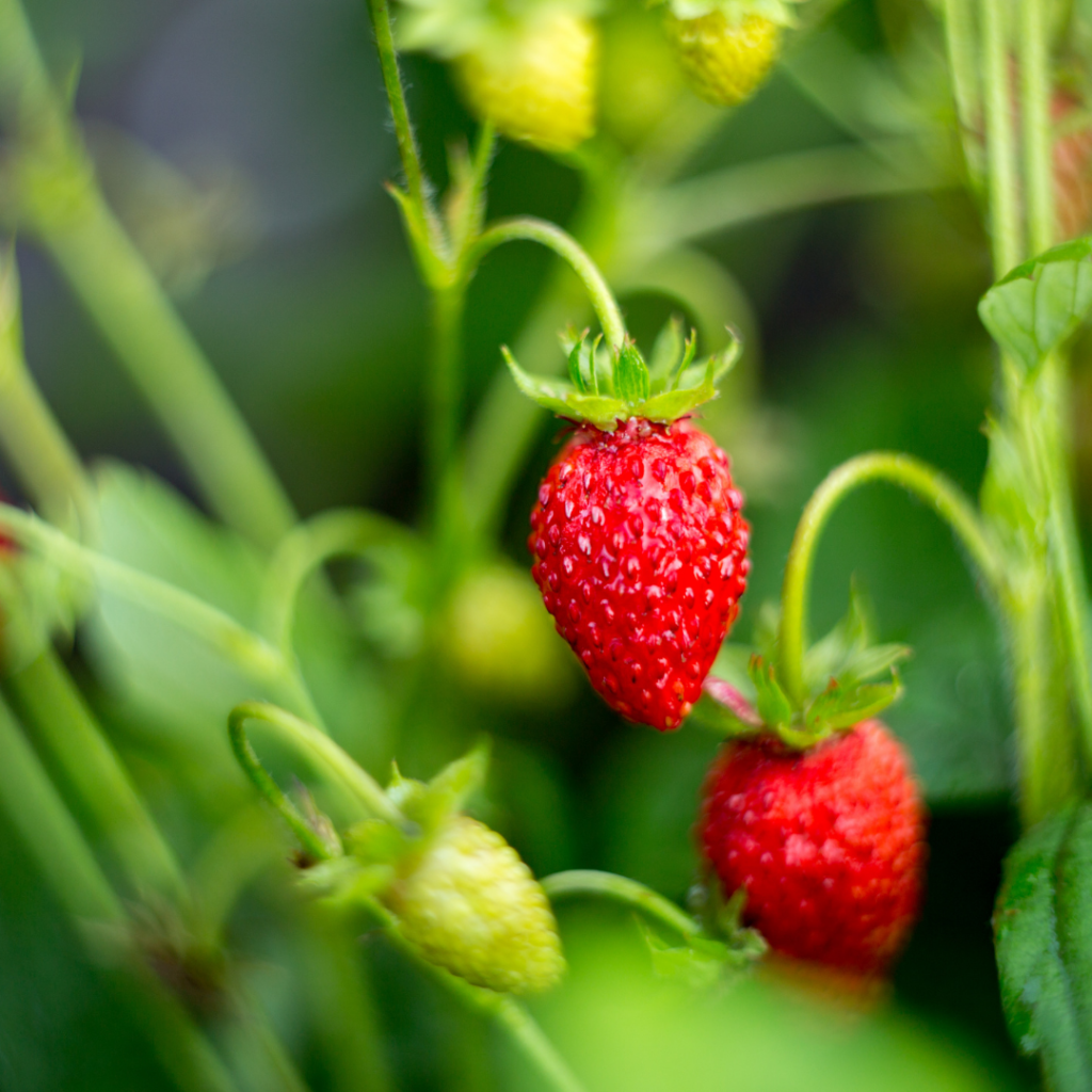 types of strawberry plants