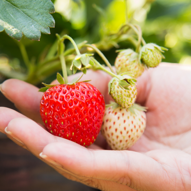 can you grow strawberries inside your house